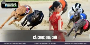 Cá Cược Đua Chó Từ A Đến Z | Hiểu Đúng Trước Khi Tham Gia