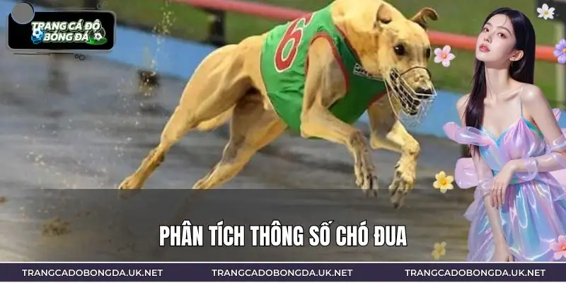 Phân tích lịch sử thi đấu và thể trạng của chó đua